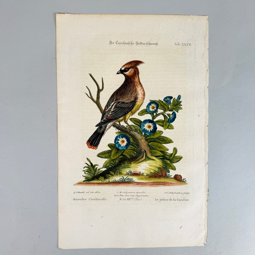 Antique Hand Colored Bird Engraving Carolina Waxwing German Copperplate c.1790